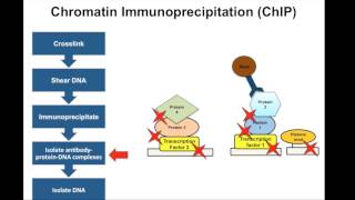 Chromatin Immunoprecipitation ChIP  Principle [upl. by Jayme]