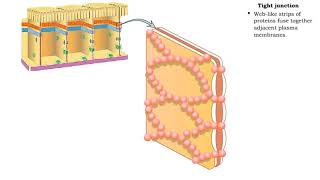 Type of Cell Junctions  Tight and Adherens Junctions [upl. by Aehsan]