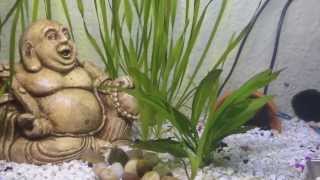 African Dwarf Frog Care [upl. by Gnilsia]