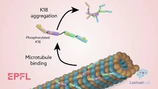 A new perspective on the role of phosphorylation in Alzheimer’s and other tau pathologies [upl. by Frankie768]