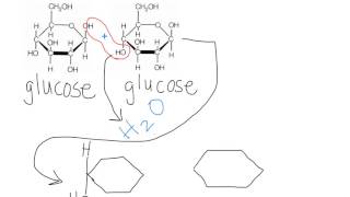 Maltose Dehydration Synthesis [upl. by Ettevahs71]