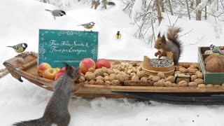 The Traveling Bird Feeder  Relax With Squirrels amp Birds  1 Hour [upl. by Nastassia]