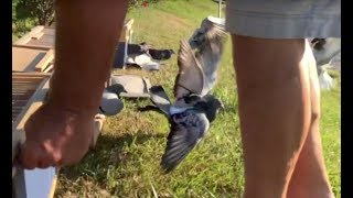 Homing pigeons released for first training flight [upl. by Oiciruam]