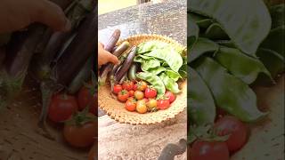 Vegetable harvestingAgartala vlog [upl. by Oralle204]