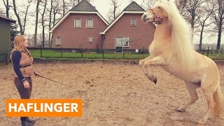 Haflinger  PaardenpraatTV [upl. by Llyrat]