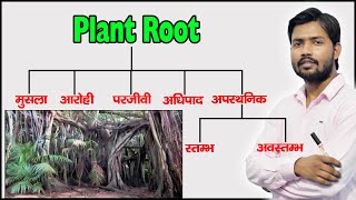 Plant Root and Their Types  Function of Root  Modified Root  in Hindi [upl. by Blackmore]