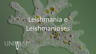 Parasitologia  Aula 08  Leishmania e Leishmanioses [upl. by Yaned]