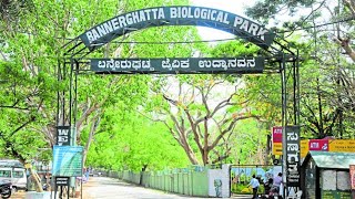 Bannerghatta Biological Park  Bannerghatta Zoo 2020 [upl. by Nolyat717]