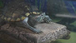 Red Eared Slider Turtle quacking or barking [upl. by Ennayelhsa]