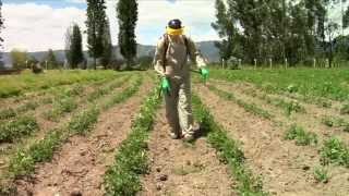 Pesticidewise spot spraying herbicides [upl. by Gerard669]