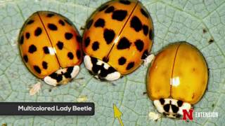 Lady Beetles [upl. by Ebeohp174]