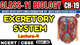 EXCRETORY SYSTEM I LECTURE  4 I CHAPTER  19 I CLASS11 I NEETCBSEState Board [upl. by Lonier]