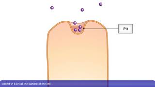 Detailed Animation on Pinocytosis [upl. by Hewes590]