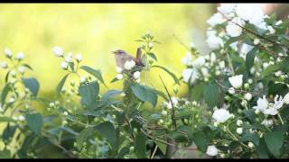 Beautiful Dawn Chorus Birdsong  Nature Sounds [upl. by Alyssa]