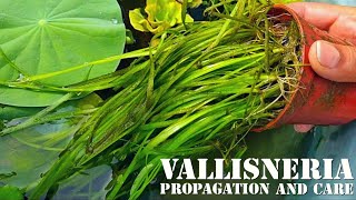 vallisneria propagation and care  best water plant for aquarium and fish  lotus and vallisneria [upl. by Artcele]