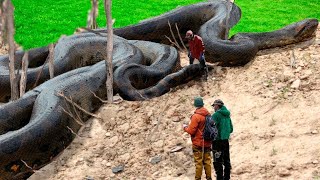 6 Real Pieces of Evidence The Titanoboa is Still Alive [upl. by Petronella]