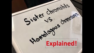 Homologous Chromosomes vs Sister Chromatids Explained [upl. by Dnaleel]