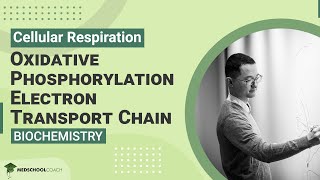 Oxidative Phosphorylation Electron Transport Chain [upl. by Narot]