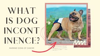 What is dog 🐶 incontinence [upl. by Rechaba]