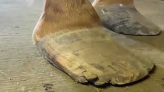 LONG HOOVES get treated by JOURNEYMAN FARRIER [upl. by Ajnin]