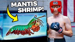 Giant Mantis Shrimp VS Human Boxing Match worlds deadliest punch [upl. by Mazurek]