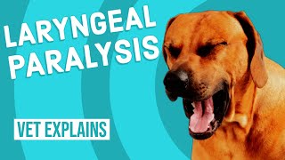 Laryngeal Paralysis in Dogs [upl. by Caitlin788]