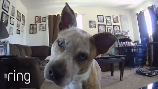 Adorable Dog Reacts to Being Called Through Ring Cam  RingTV [upl. by Allemrac]