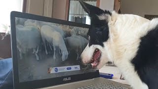 Herding Dog Works From Home By Watching Sheep On Computer [upl. by Willow]