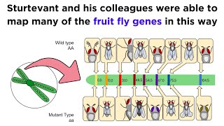 Gene Linkage and Genetic Maps [upl. by Onitsuaf]