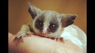 Senegal GalagoSenegal bushbaby  Cute Tiny Monkey [upl. by Nogras]