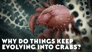 Why Do Things Keep Evolving Into Crabs [upl. by Whitcher]