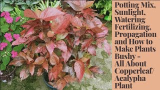 Complete Care of CopperleafAcalypha Wilkesiana Propagation and How to Make Plants Bushy [upl. by Tuhn161]