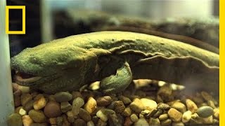 Snot Otters aka Hellbenders Slipping Away  National Geographic [upl. by Noscire]