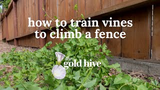 How to Train Vines to Climb a Fence [upl. by Foah]