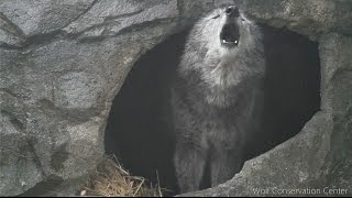 Black Wolf Howls to the Thunder [upl. by Ruford]