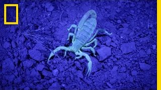 Watch Scorpions Glow in the Dark  National Geographic [upl. by Lebasi]