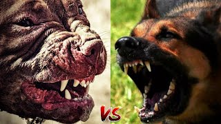 Питбуль против Немецкая овчарка КТО ПОБЕДИТ Pitbull vs German shepherd [upl. by Eahsram]