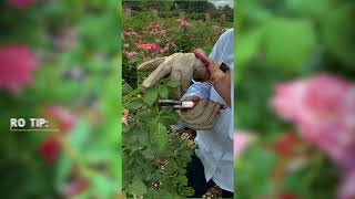 Deadheading Floribunda Roses [upl. by Llewej]