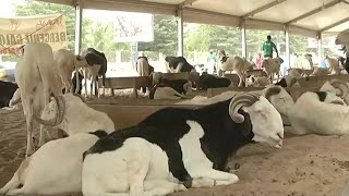 Sénégal PRÉPARATIFS DE LA FÊTE DU MOUTON [upl. by Novla]