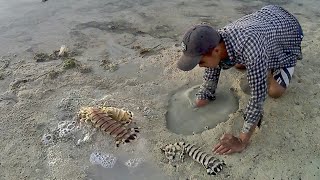 Catching Mantis Shrimp  Three Giant Mantis Shrimp in the Hole I Managed to Catch  Catch n Cook [upl. by Tri]