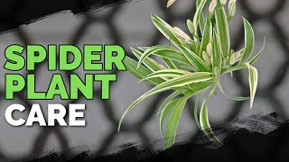 Spider Plant Care How To Grow Chlorophytum Comosum [upl. by Inram]