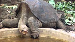 Museum Helps Preserve Iconic Tortoise Lonesome George [upl. by Atirhs]