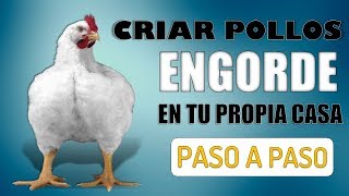 ¿Como Criar Pollos de Engorde en Tu Propia Casa [upl. by Christoforo]