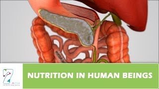 Nutrition in Human Beings [upl. by Eikcin]