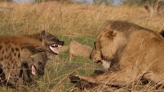 Lion vs Hyenas Original uncut epic battle [upl. by Notyrb]