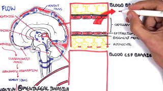 Bacterial Meningitis Pathophysiology [upl. by Atnauqahs]