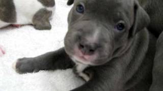 Blue pitbull puppies [upl. by Waldron]