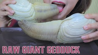 ASMR RAW GIANT GEODUCKS WITH KIMCHI EXOTIC FOOD ETREME CHEWY EATING SOUNDS  LINHASMR [upl. by Anerac85]