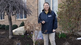 PETITTI  How to Prune Panicle Hydrangea Trees [upl. by Nanine]