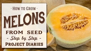 ★ How to Grow Melons from Seed A Step by Step Guide [upl. by Asilla]